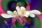 Columbine flower-Colorado Art Print
